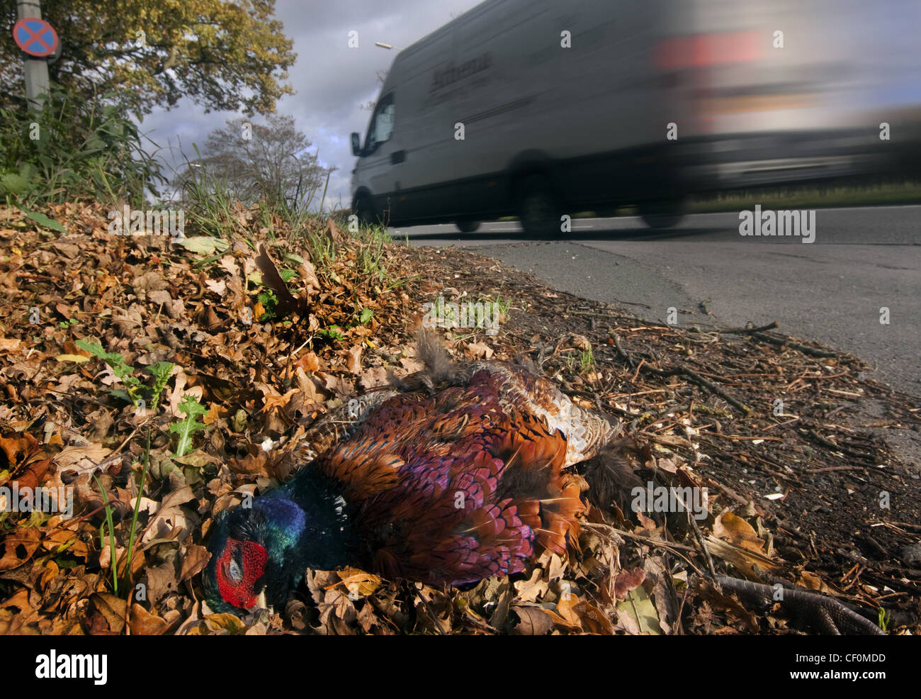 Roadkill - un fagiano ucciso dal passaggio di un camioncino bianco, A556 Chester a Manchester Road. Cheshire , inghilterra, GB, Regno Unito Foto Stock