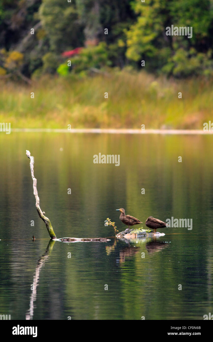 Una coppia di Pacific Black anatre poggiano su un registro sommerso sul lago Barrine, l'altopiano di Atherton, estremo Nord Queensland, Australia Foto Stock