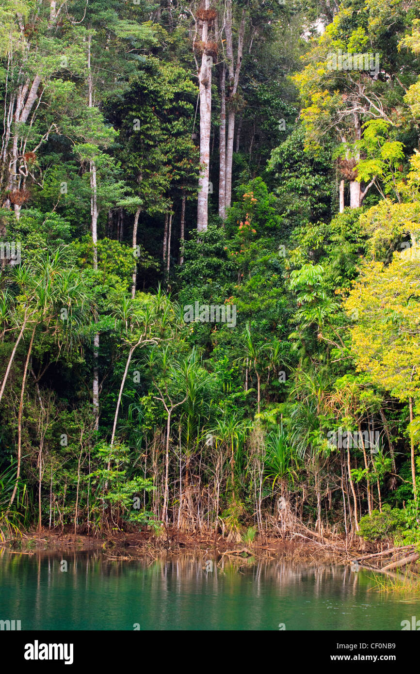 Fitta foresta tropicale sulle rive del lago Eacham sull'altopiano di Atherton, estremo Nord Queensland, Australia Foto Stock