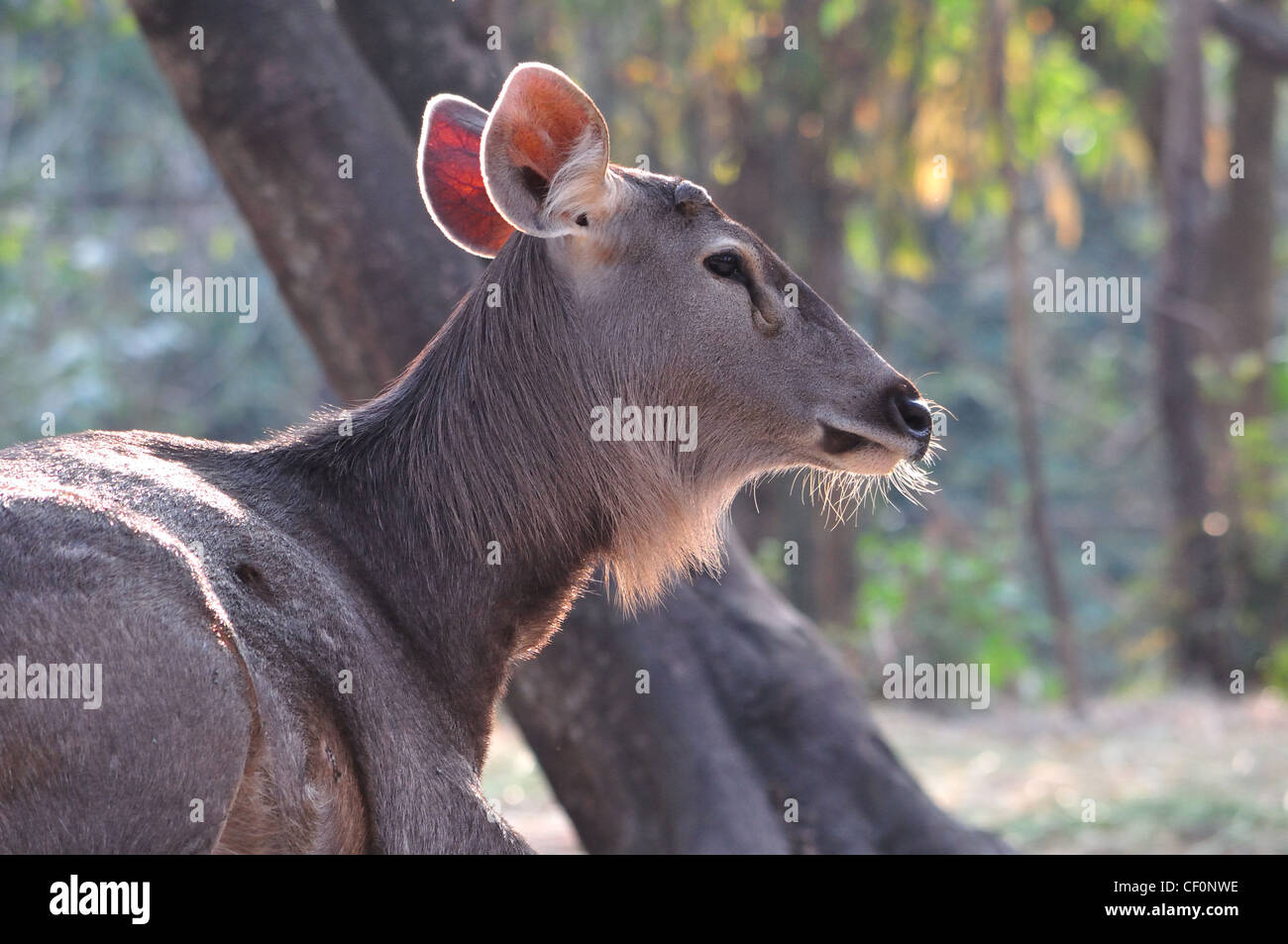 Sambar Deer ( Rusa unicolor ) Foto Stock