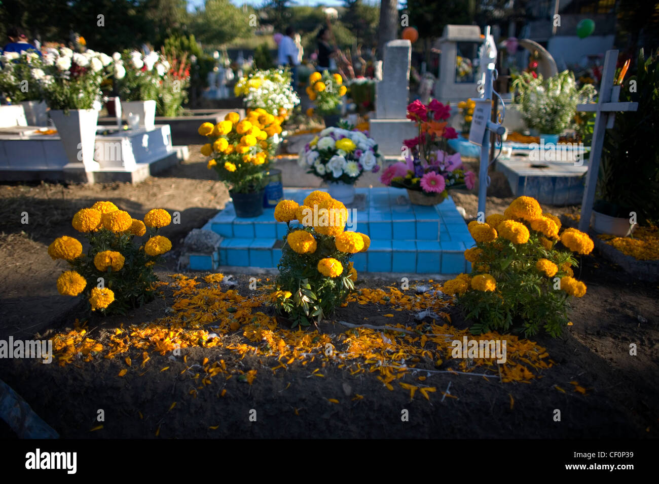 Giallo calendula fiori, noto come cempasuchil, decorare una tomba in un  cimitero come parte del Giorno dei Morti in Città del Messico Foto stock -  Alamy