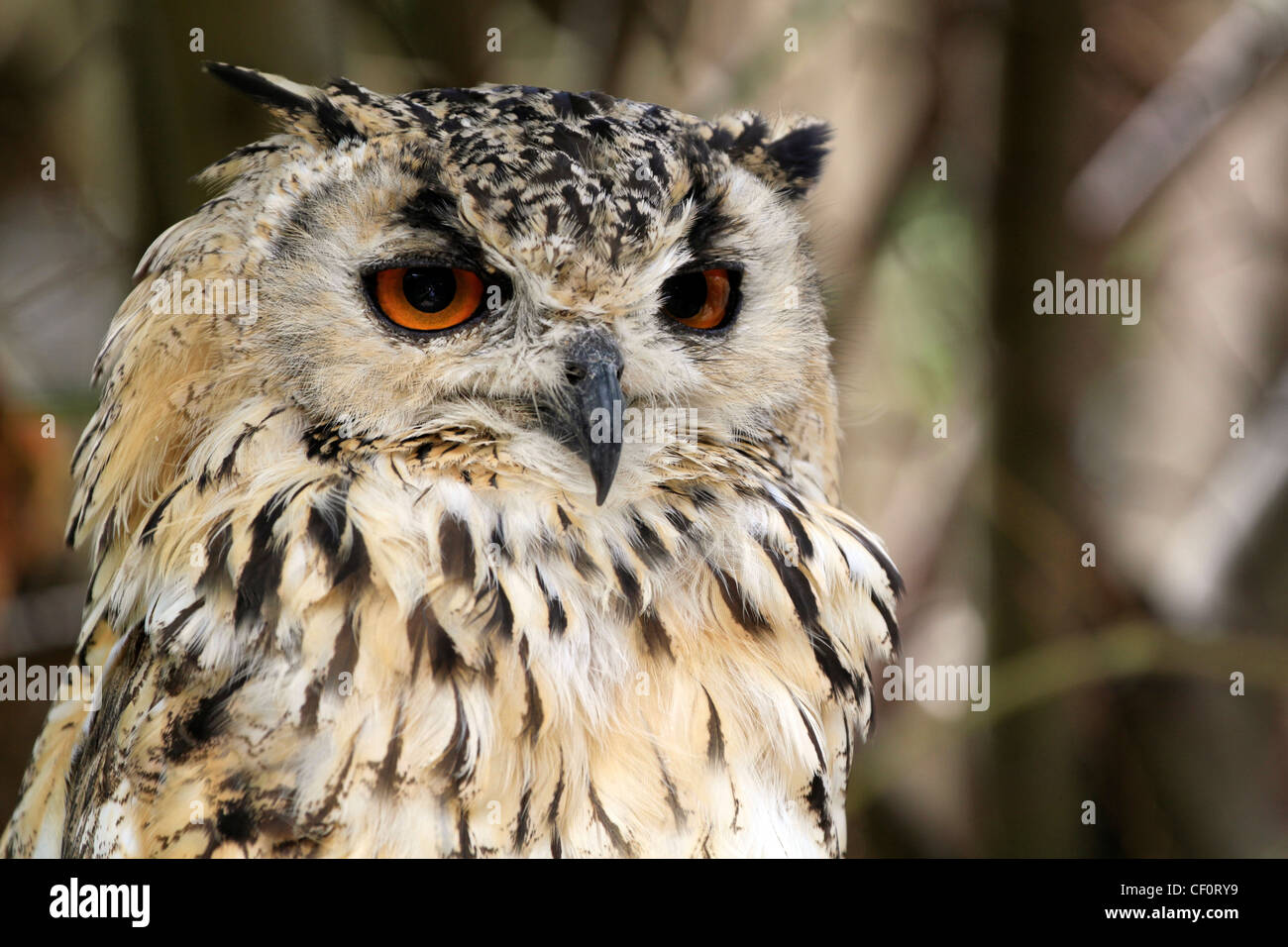 Il Bengala il gufo reale (Bubo bengalensis) chiamato anche indian il gufo reale o rock il gufo reale al mondo degli uccelli in Hout Bay nei pressi di Città del Capo. Foto Stock