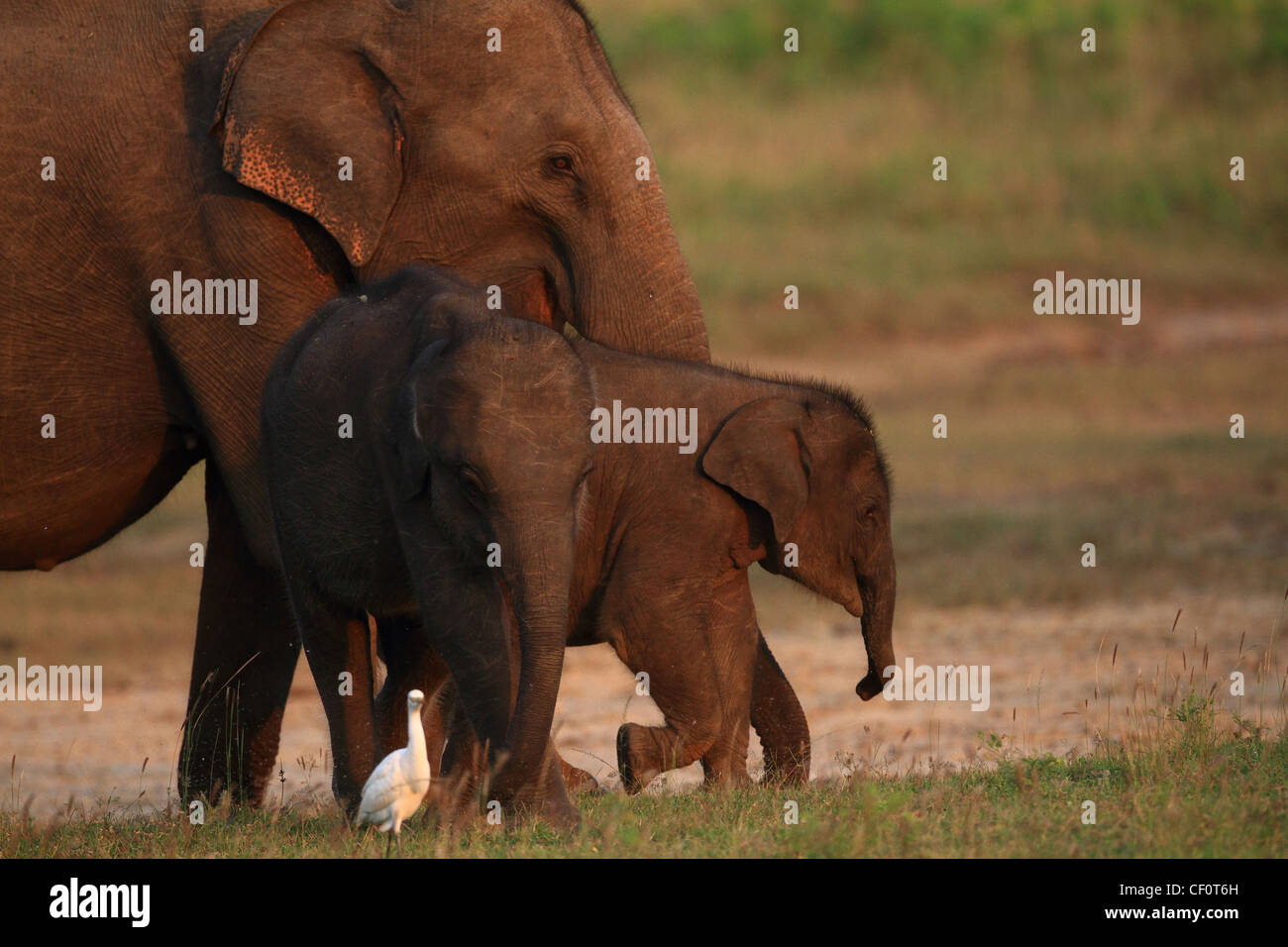 Gli elefanti asiatici dello Sri Lanka Foto Stock