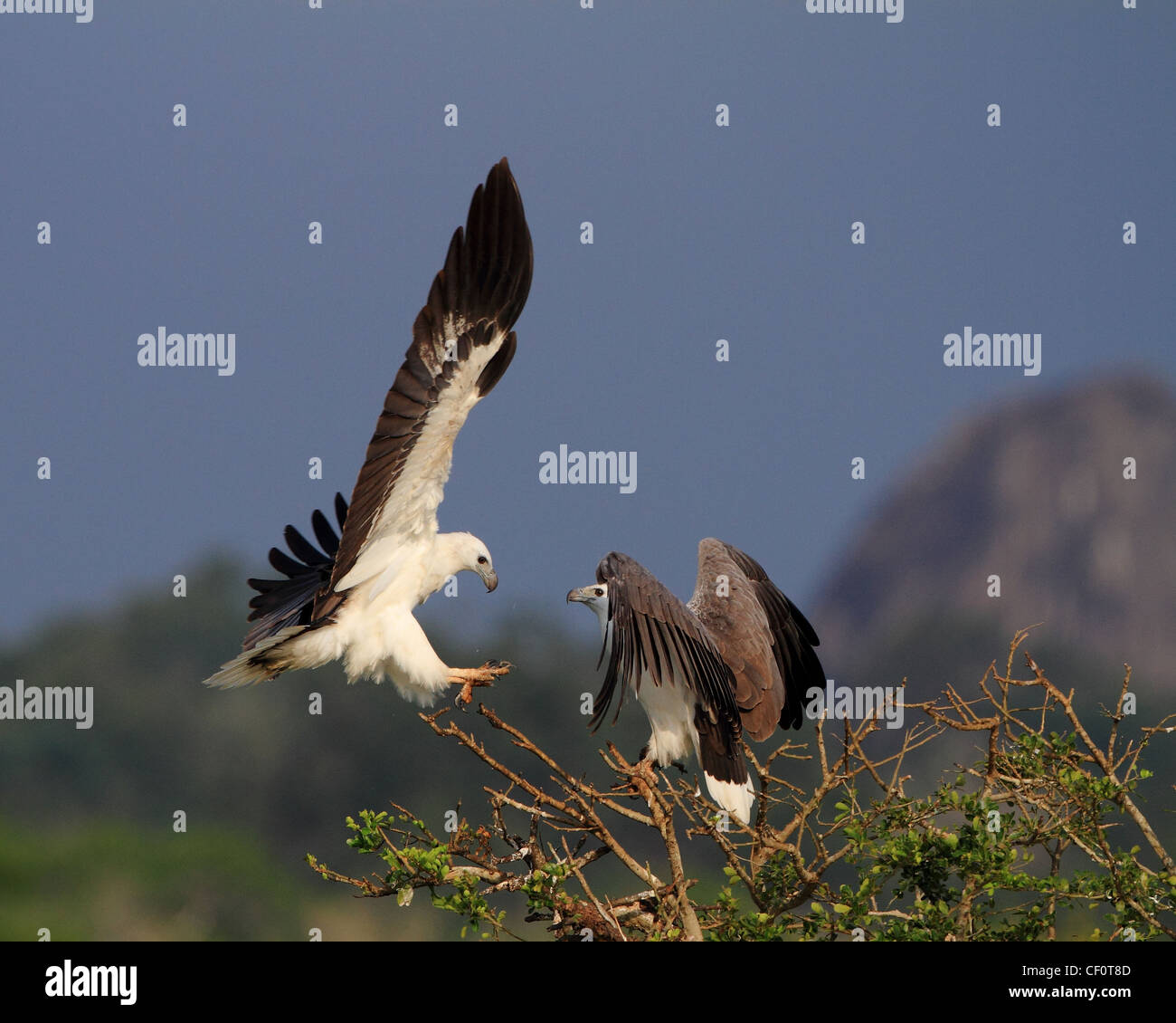 Mentre panciuto aquile di mare dello Sri Lanka Foto Stock