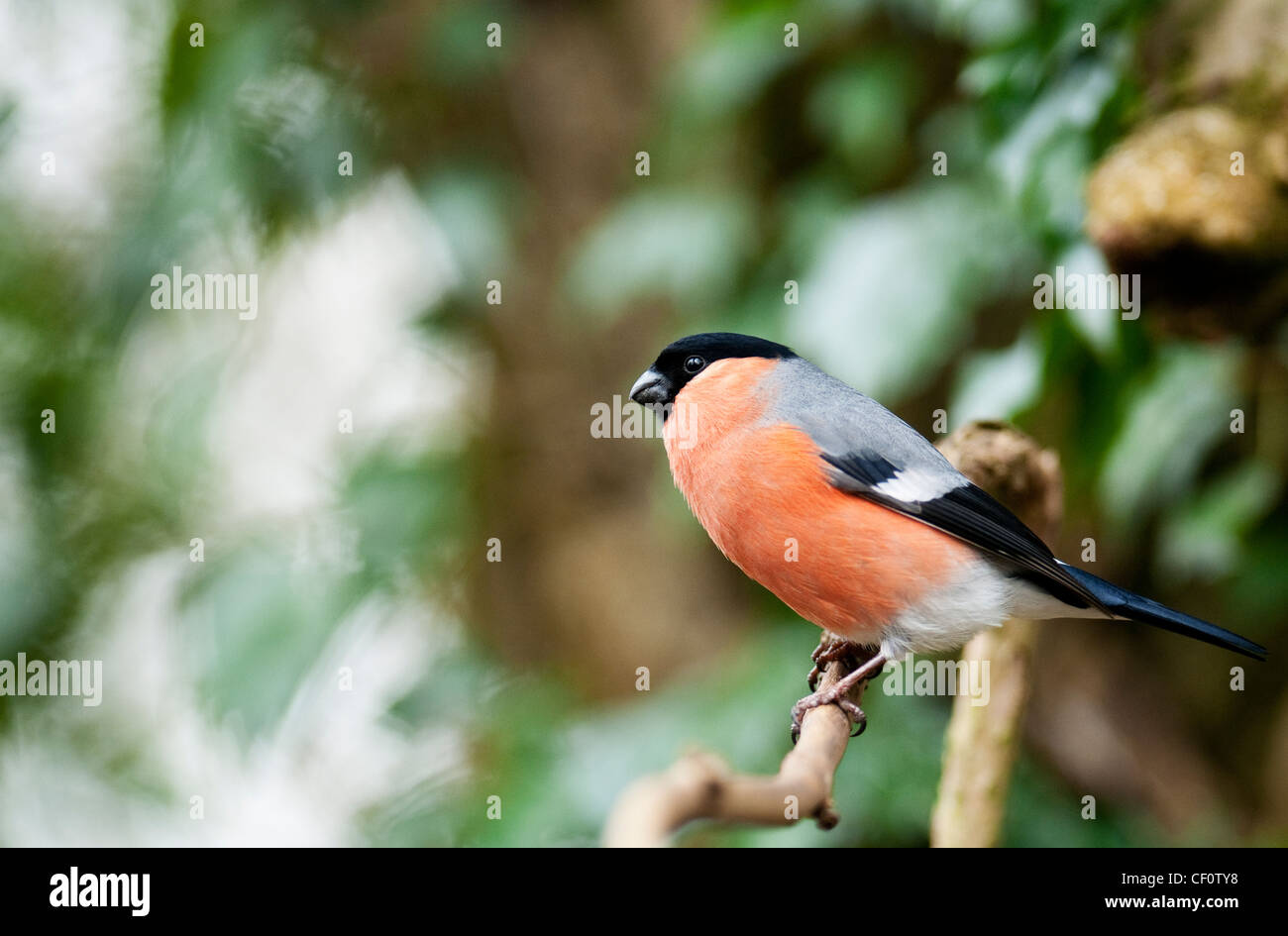 Bullfinch maschio pyrrhula Pyrrhula Finch uccello adulto cospicua Red piuttosto albero da frutta timido illusorie veloce colpisce Nero Bella . Foto Stock