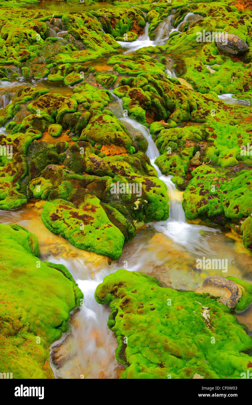 Verde muschio con flusso di acqua in Giappone Foto Stock