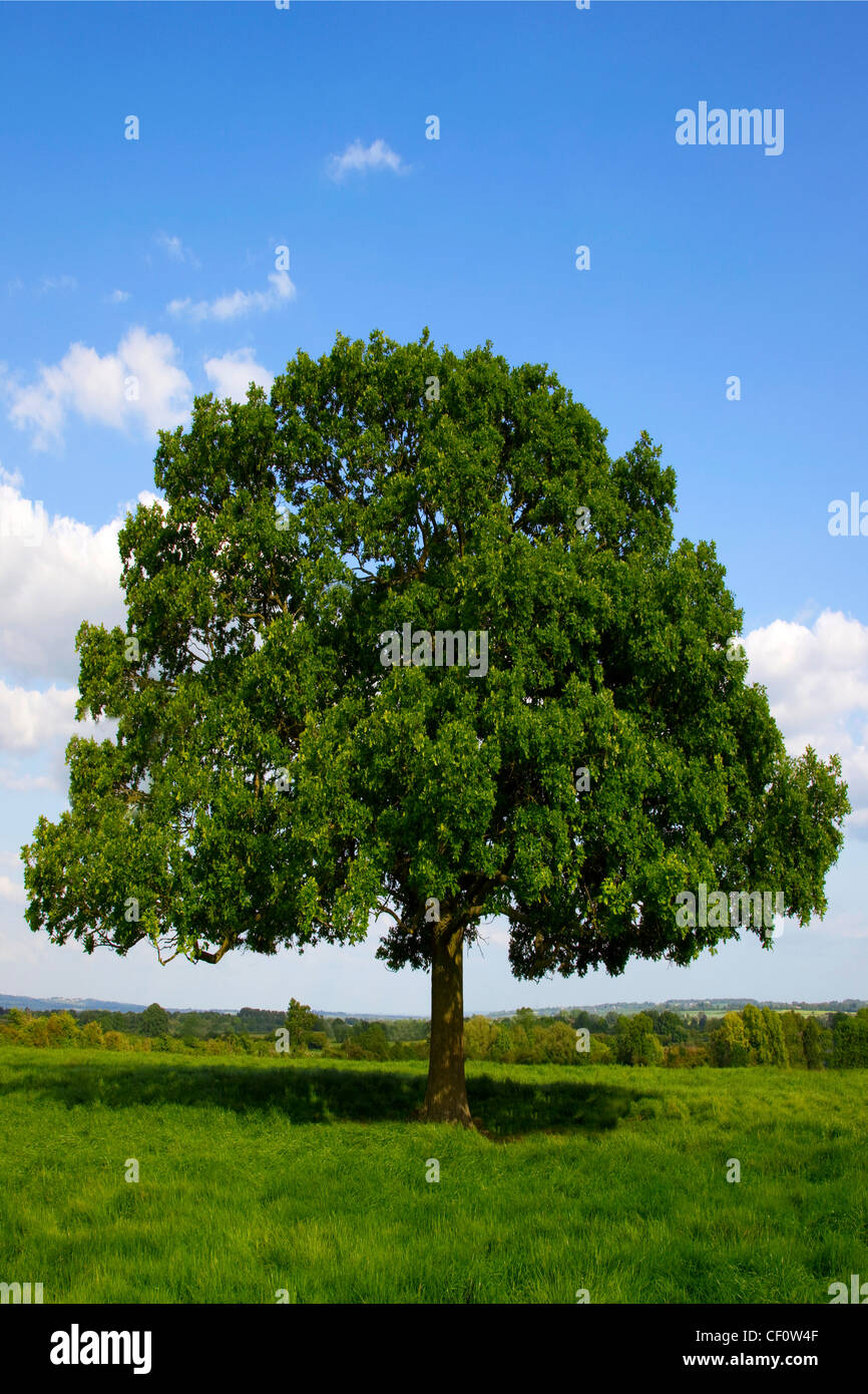 Lone Tree unico in campo con foglie di estate Foto Stock