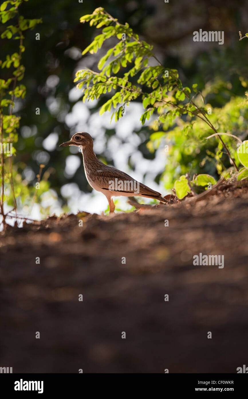 Dikkop acqua o acqua di pietra (Curlew Burhinus vermiculatus). Etiopia. Foto Stock