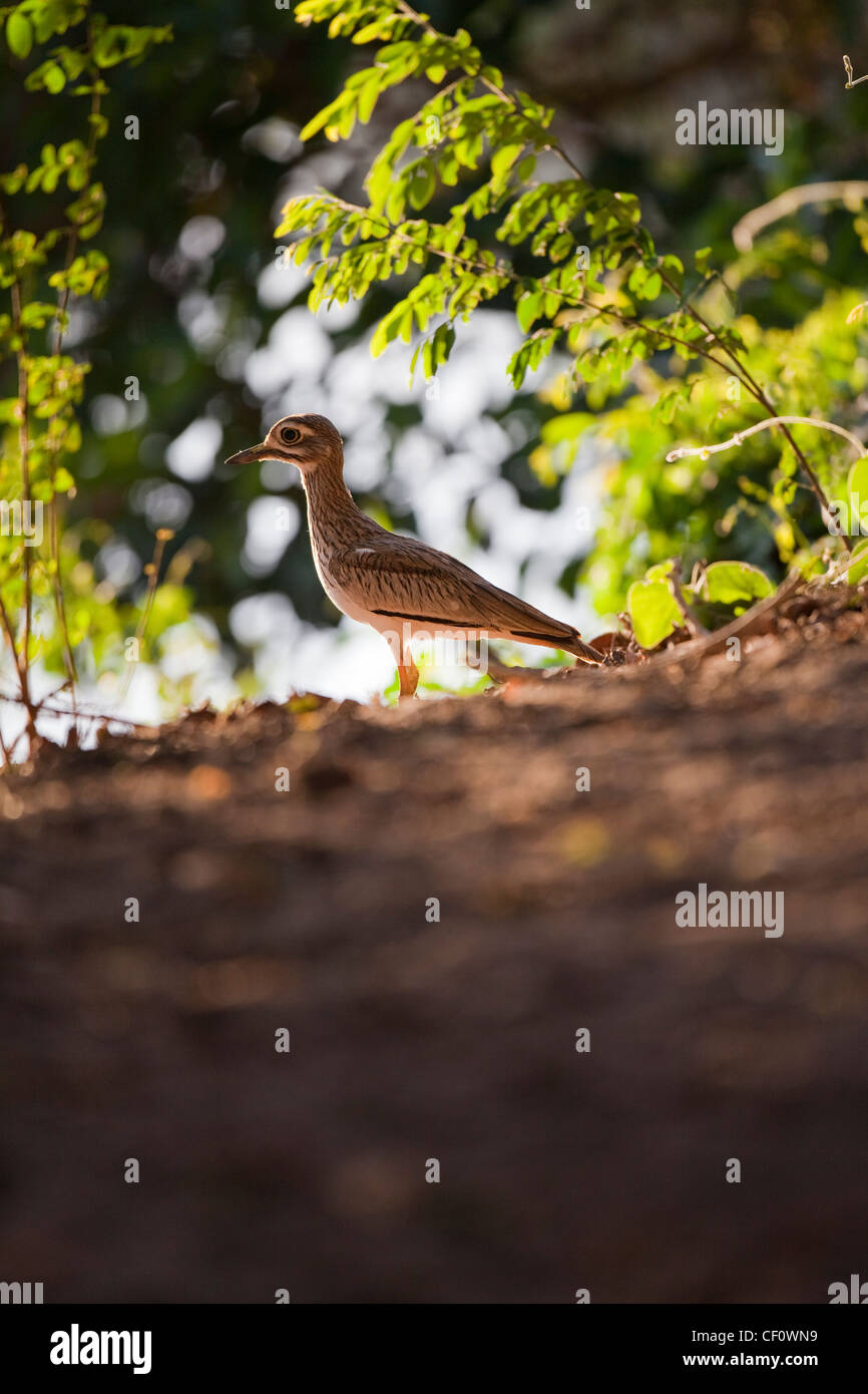 Dikkop acqua o acqua di pietra (Curlew Burhinus vermiculatus). Etiopia. Foto Stock