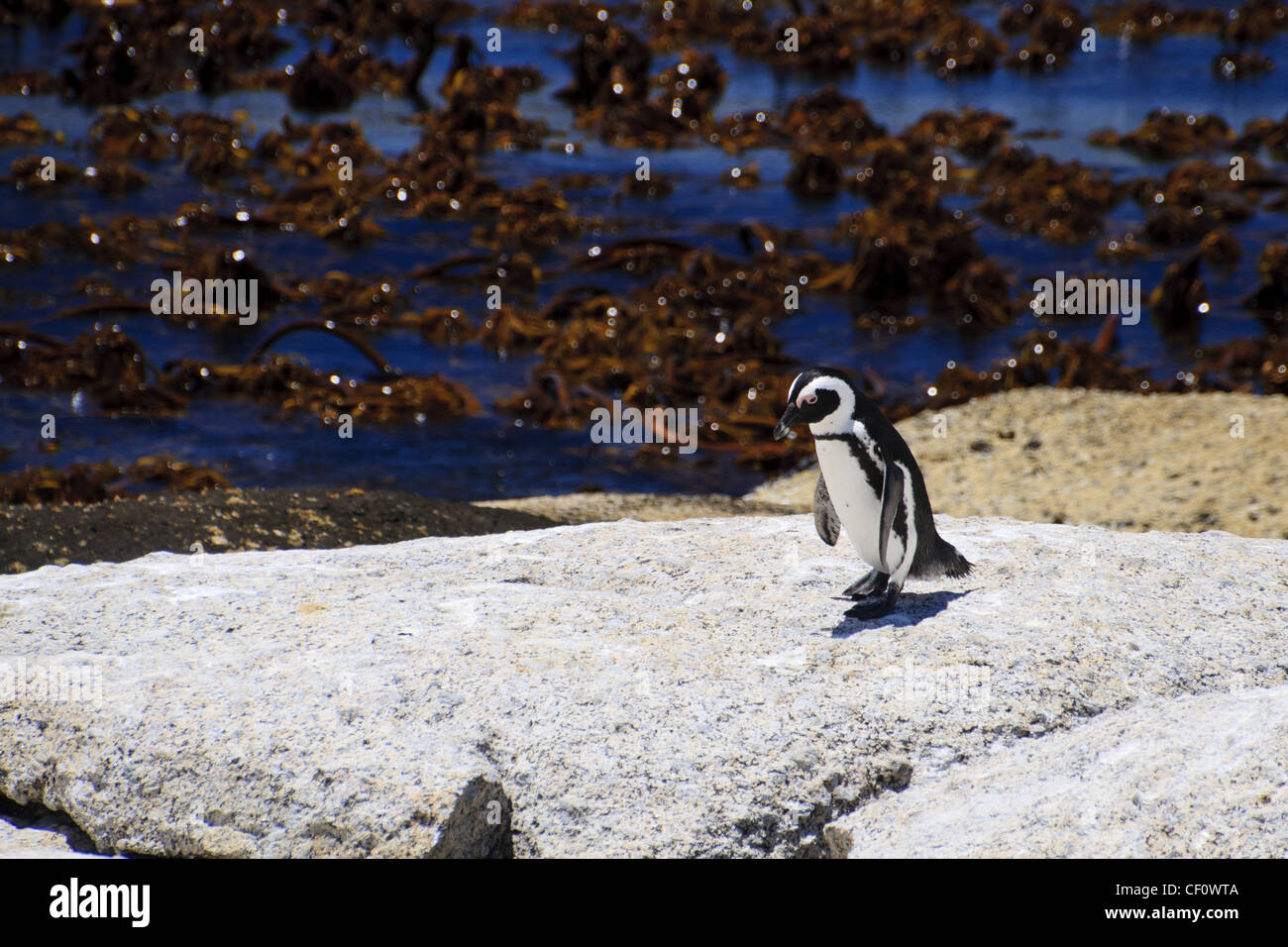 Jackass penguin rendendo timidi passi Foto Stock