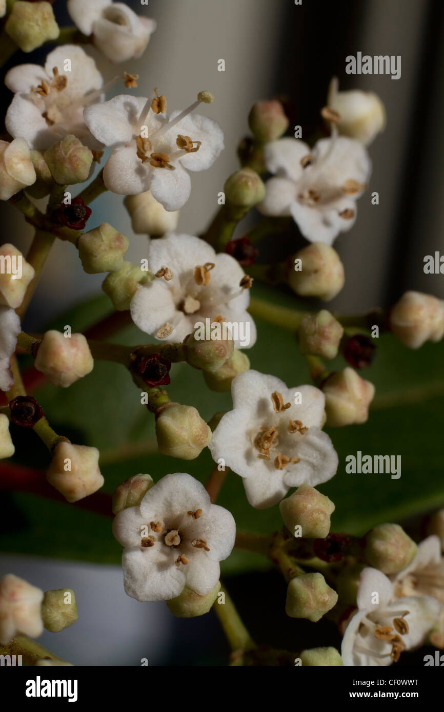 Un primo piano di Viburnum tinus fiori Foto Stock