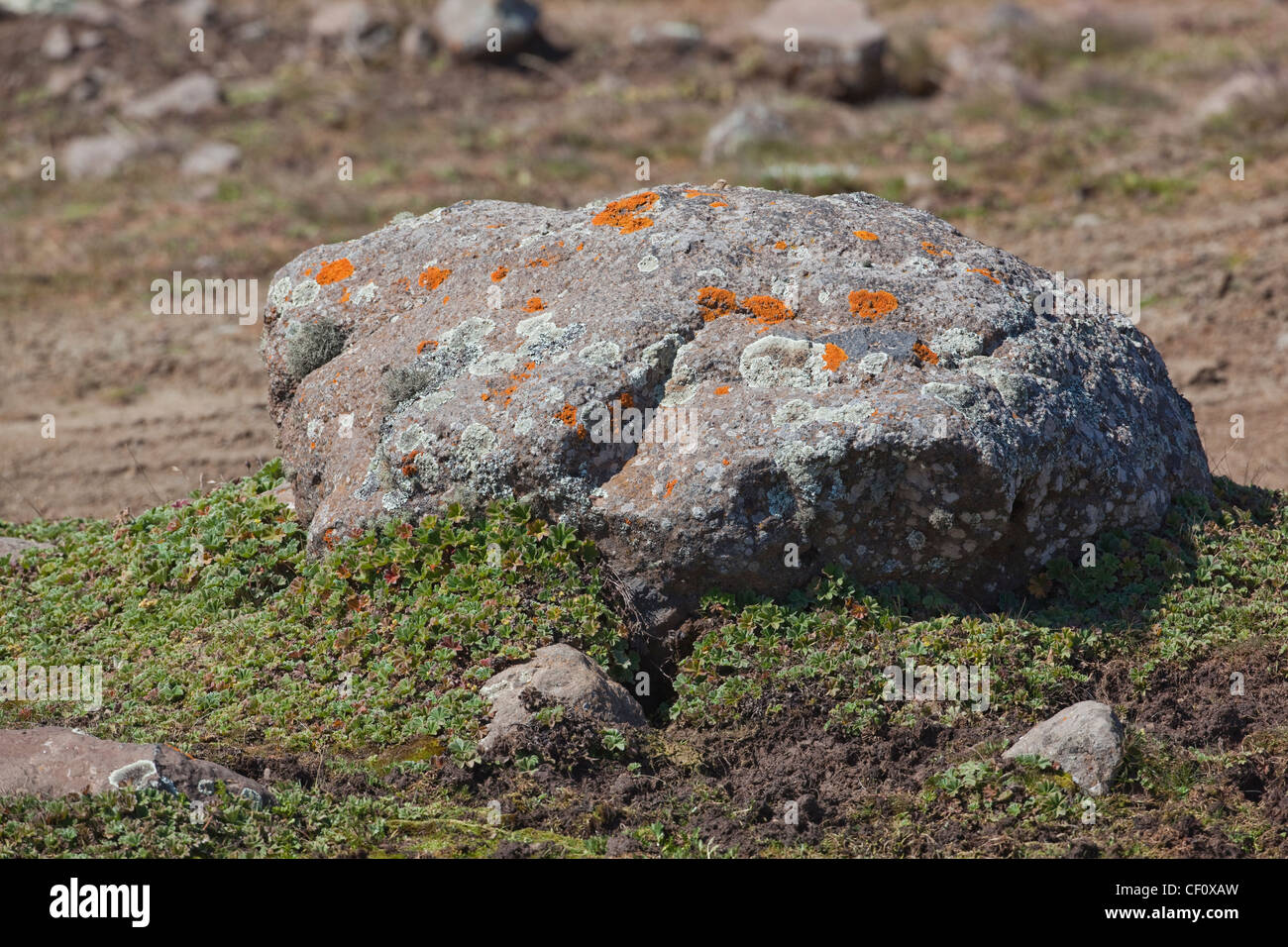 Il Lichen specie su una roccia di Boulder. Montagne di balle. Etiopia. Nota rifugio foro della Mole gigante Rat T.macrocephalus base di Boulder. Foto Stock