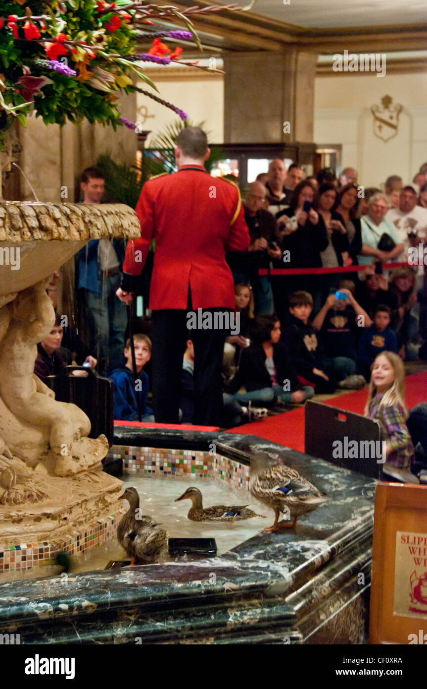 Le anatre del Peabody hotel di Memphis TN Tennessee Foto Stock