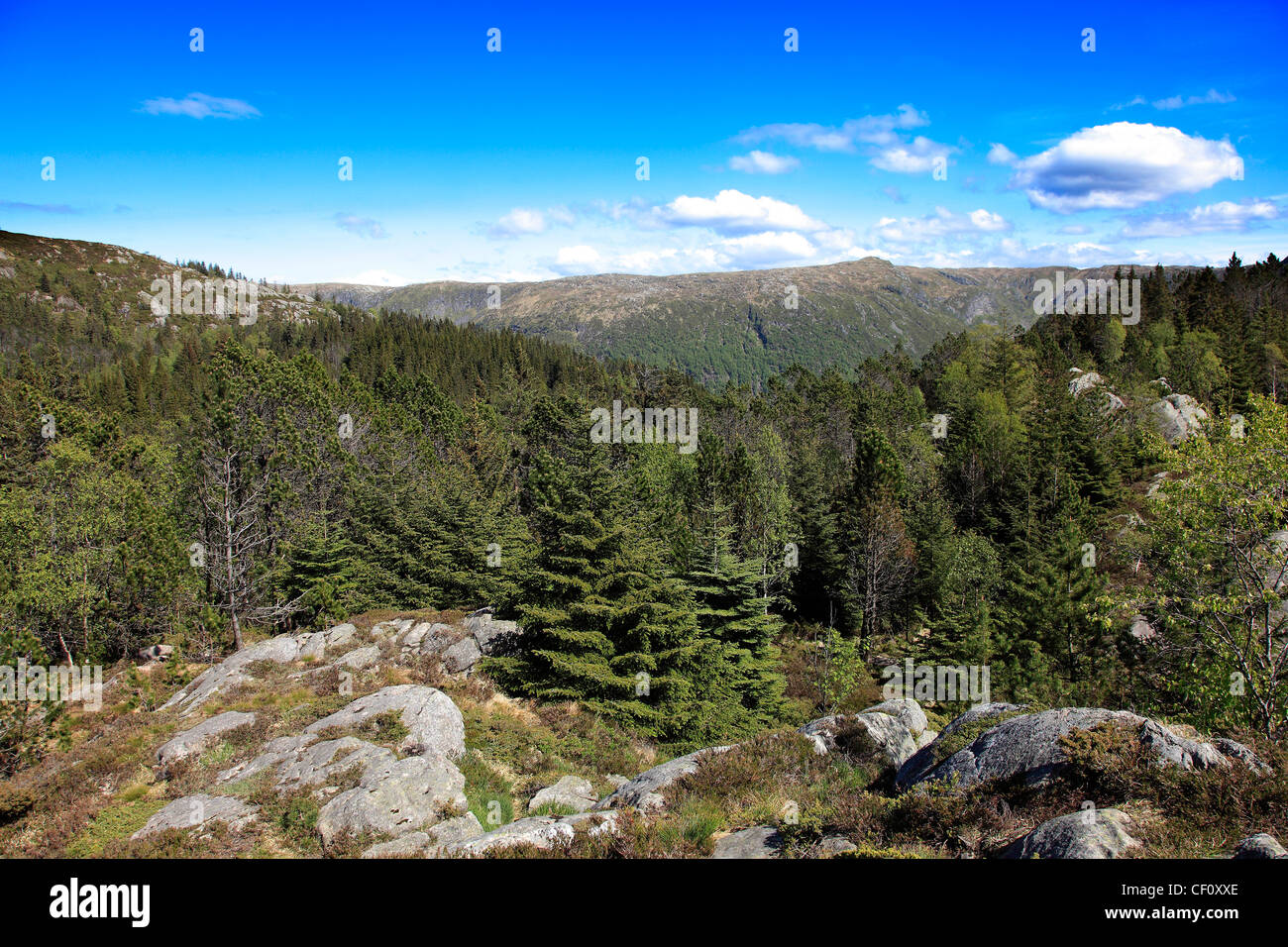 Una vista tra il pino bosco a Monte Floyen, città di Bergen, Hordaland, Norvegia, Scandinavia Europa Foto Stock