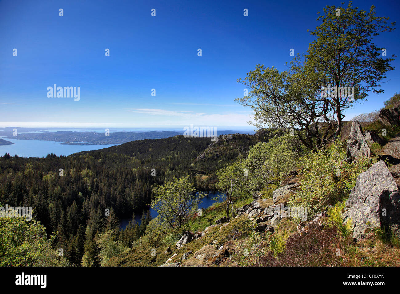 Una vista della città di Bergen, tra il pino bosco a Monte Floyen, Hordaland, Norvegia, Scandinavia Europa Foto Stock
