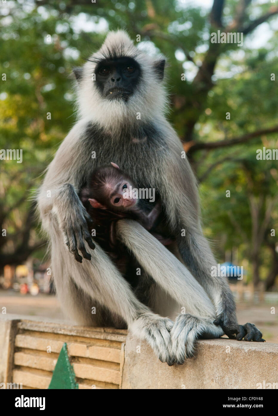 Grigio langur monkey (semnopithecus entellus) e baby in Kataragama, Sri Lanka Foto Stock