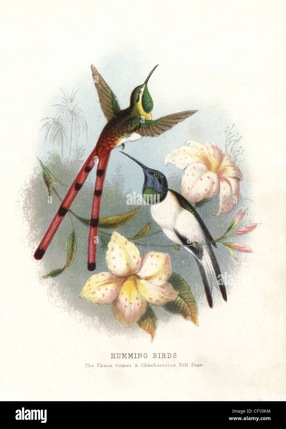 Red-tailed comet, Saffo sparganura e hillstar ecuadoriana, Oreotrochilus chimborazo. Foto Stock