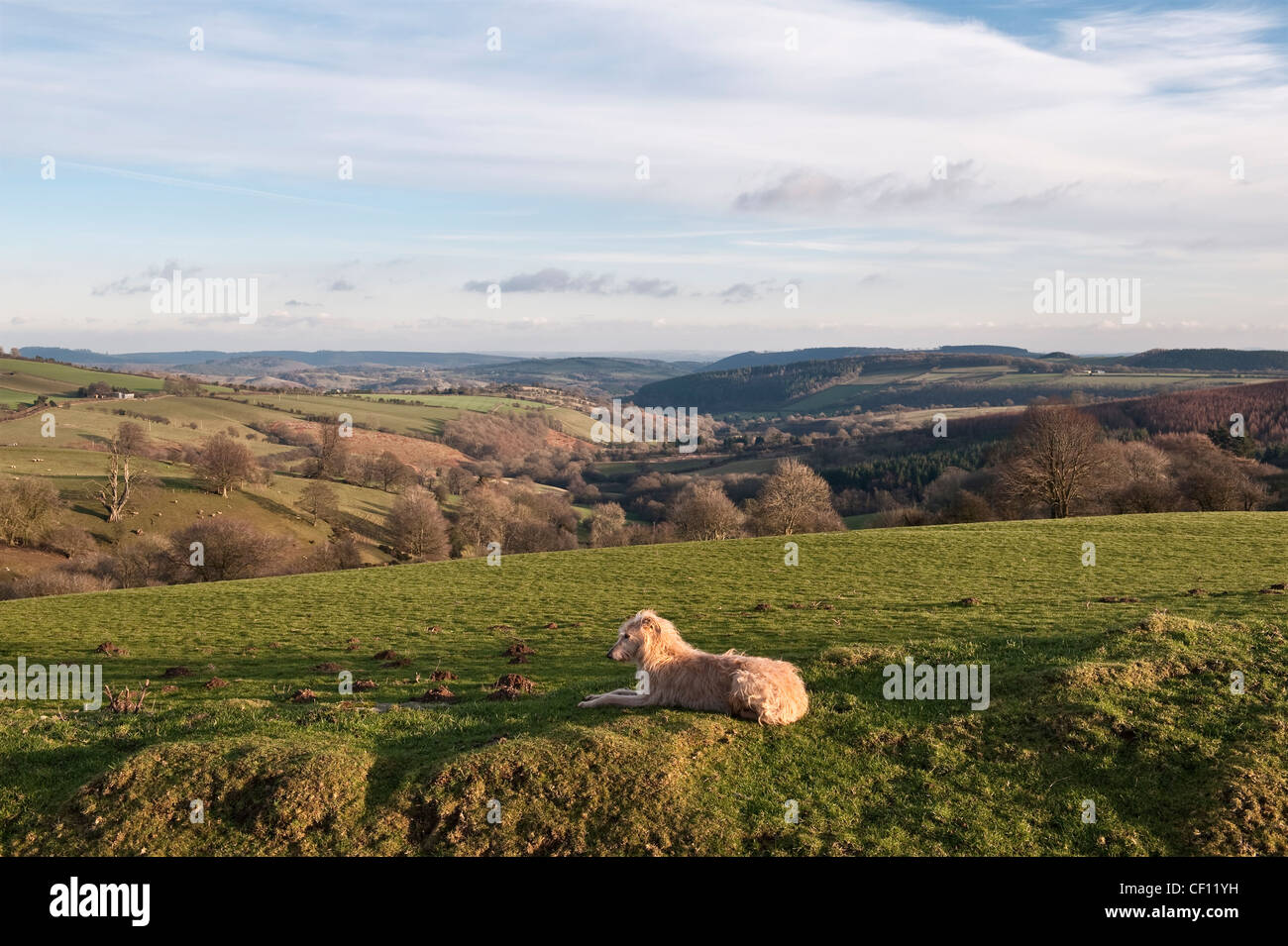 Un rinzaffate lurcher cane su Stonewall collina nei pressi di Knighton, Powys, nei confini gallese. La vista a sud sul tranquillo Herefordshire campagna Foto Stock