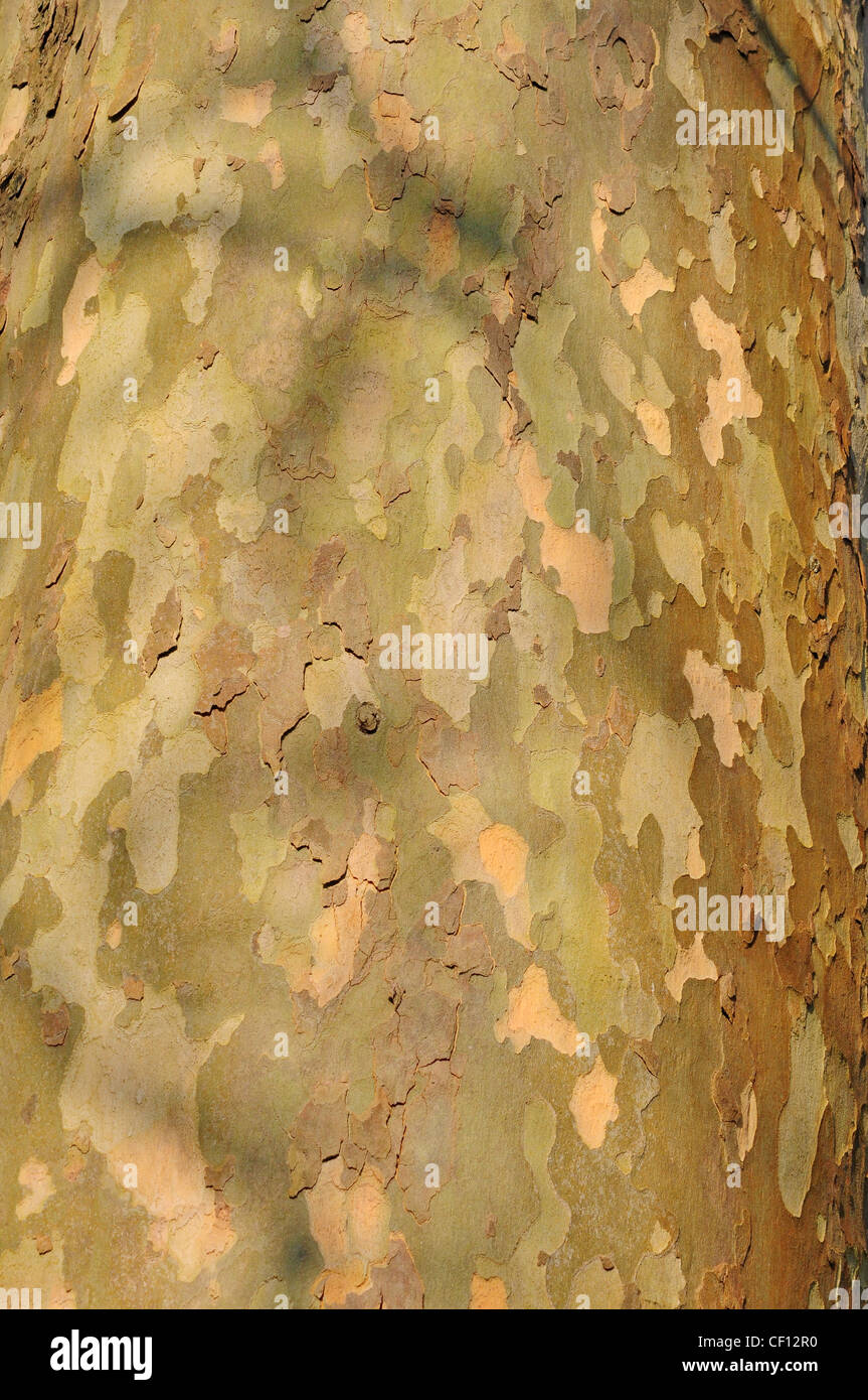 Corteccia di Londra Plane Tree. Platanus hispanica. Foto Stock