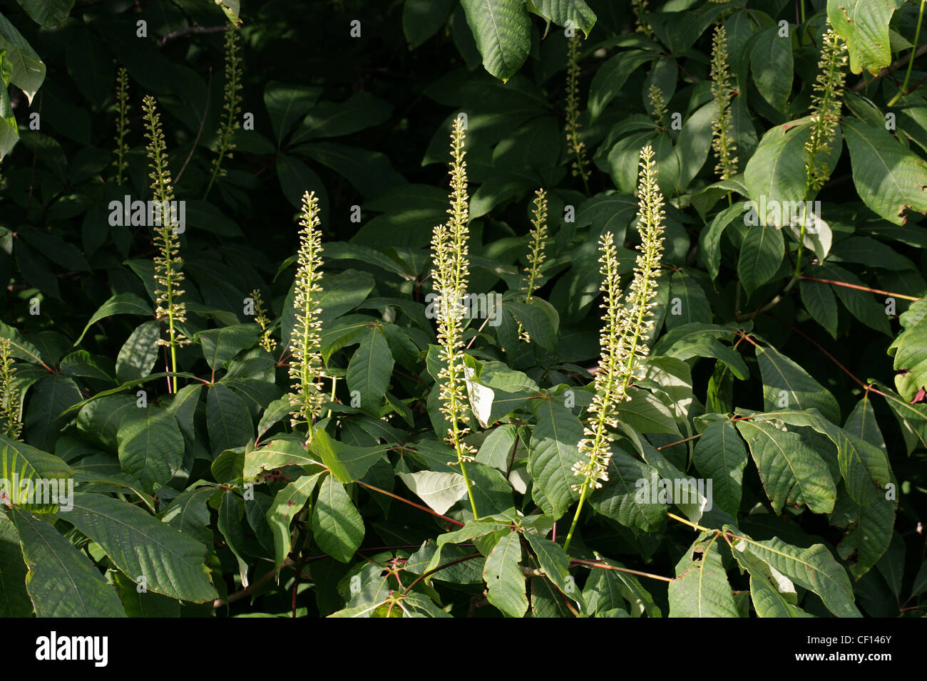 Dwarf Buckeye, Aesculus parviflora, Hippocastanaceae. Sud Est USA, America del Nord. Foto Stock