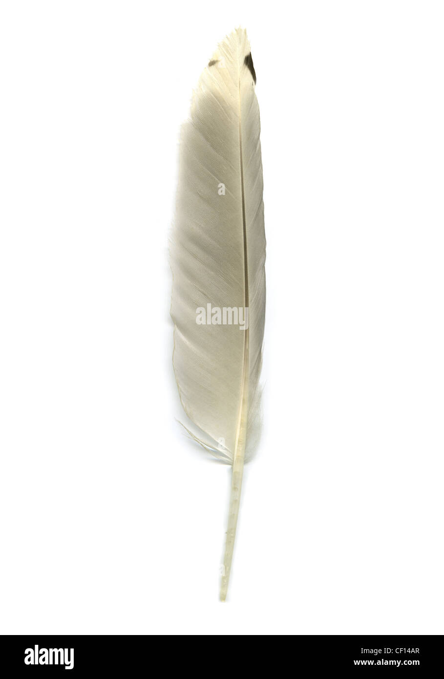 Aringa ad ala di gabbiano, Piuma Larus argentatus, Laridae. Foto Stock