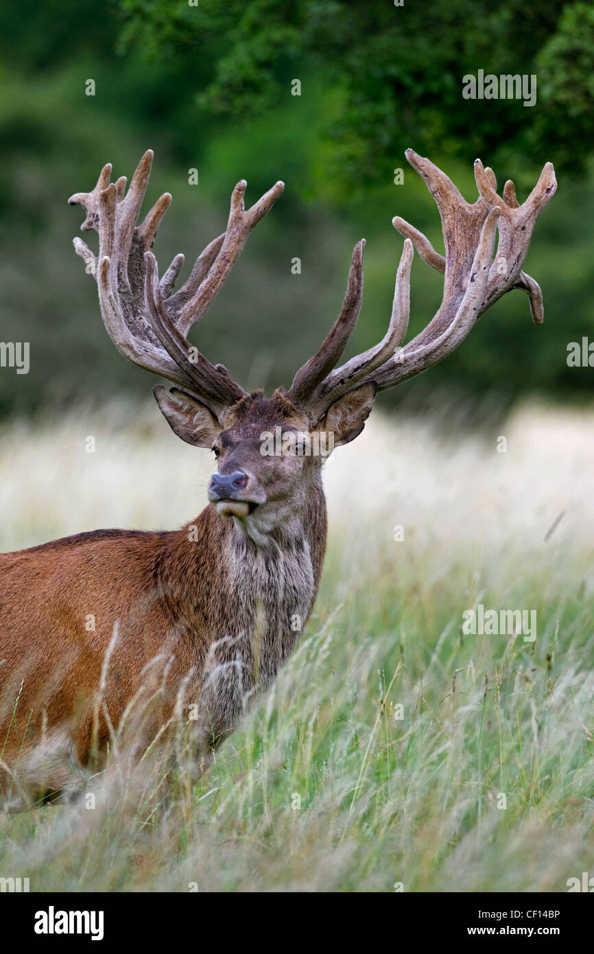 Red Deer cervo (Cervus elaphus) con corna coperta in velluto in estate, Danimarca Foto Stock