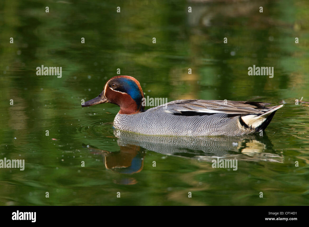 Eurasian Teal / Comune Teal (Anas crecca) maschio nuoto in stagno Foto Stock