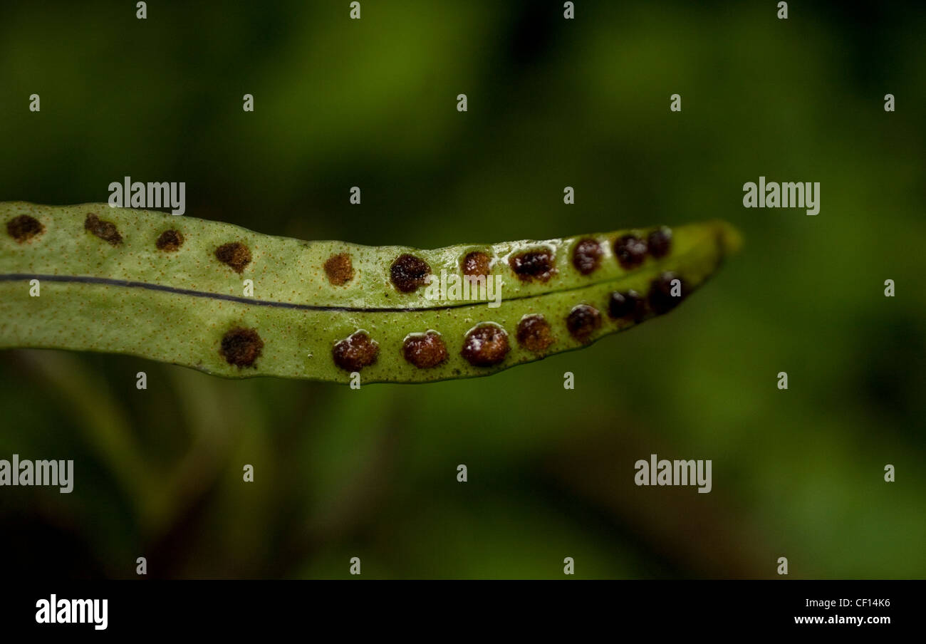 Il dettaglio di una foglia in El Triunfo Riserva della Biosfera in Sierra Madre mountains, Chiapas, Messico. Foto Stock