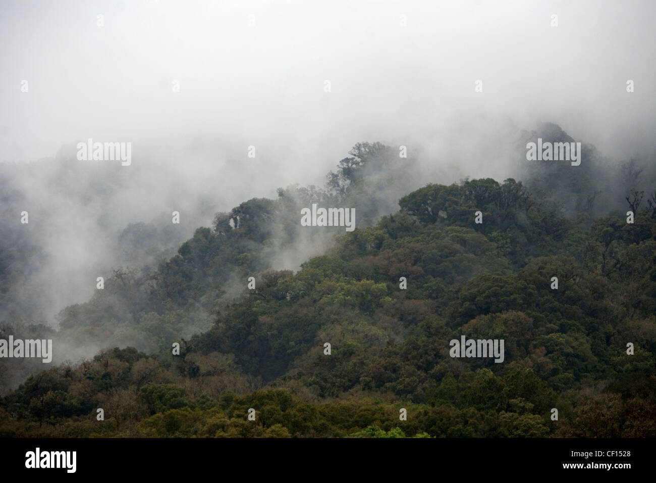 Copertura nuvolosa della foresta in El Triunfo Riserva della Biosfera in Sierra Madre mountains, Chiapas, Messico. Foto Stock