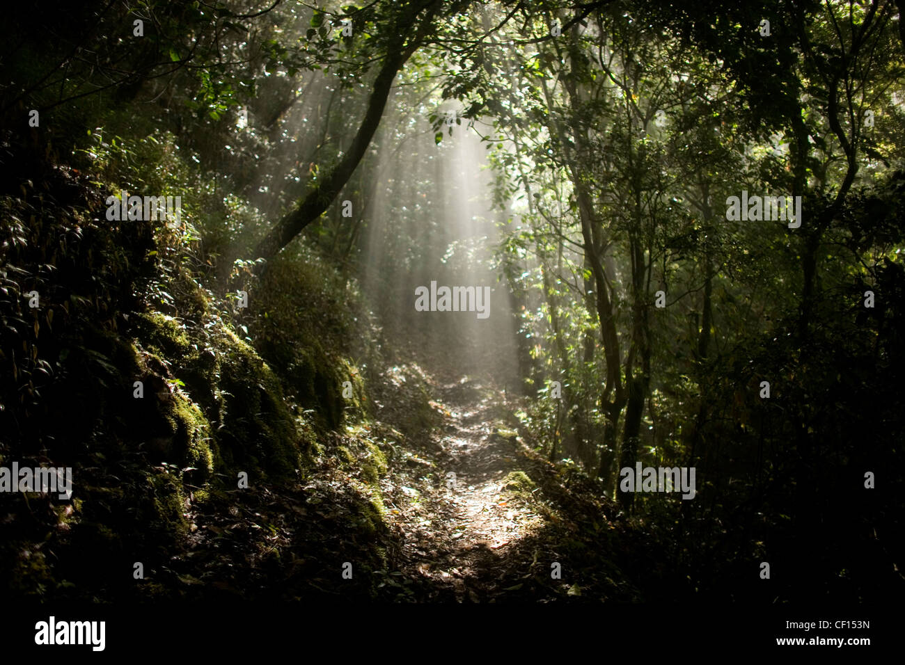 Raggi di sole attraversano la foresta in El Triunfo Riserva della Biosfera in Sierra Madre mountains, Chiapas, Messico. Foto Stock