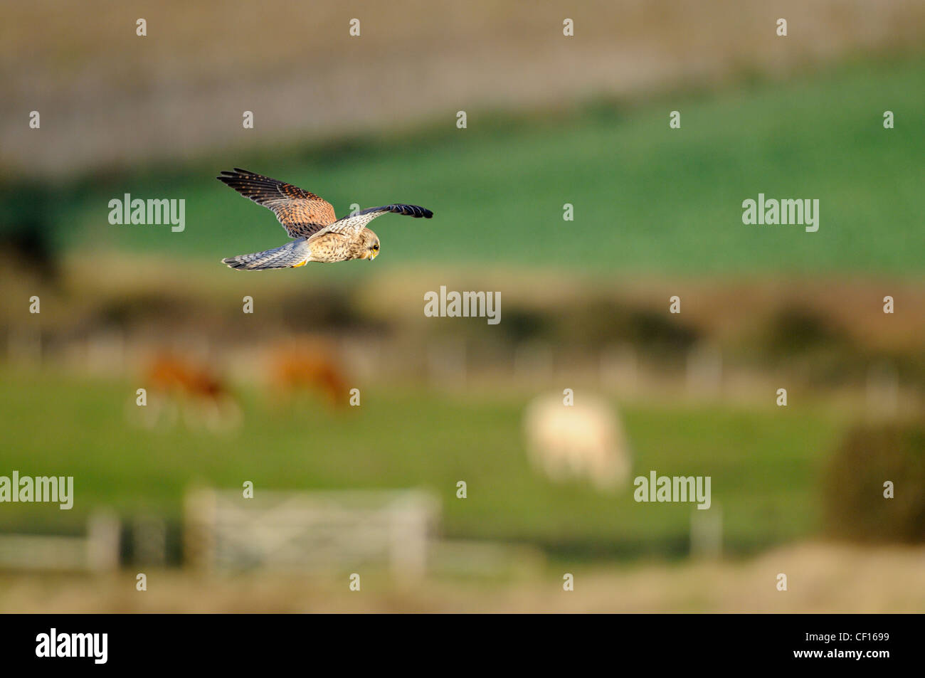Il gheppio, il Falco tinnunculus, caccia femmina su pascoli, con il pascolo di bestiame in distanza, Norfolk, Inghilterra, Dicembre Foto Stock