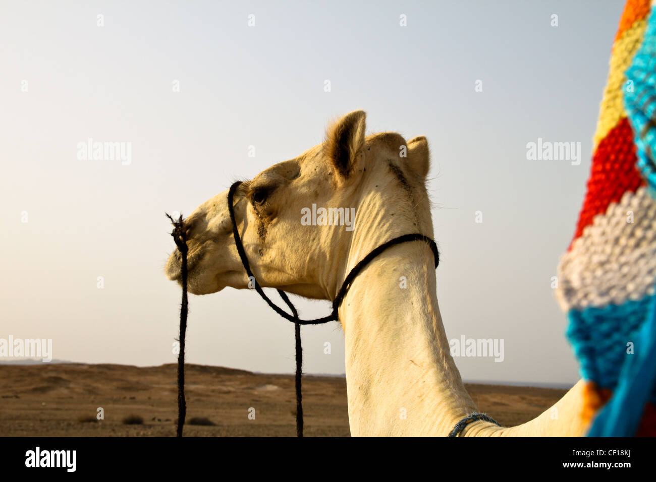Dromedario durante un safari nel deserto del Sahara, vicino a Marsa Alam, Egitto Foto Stock