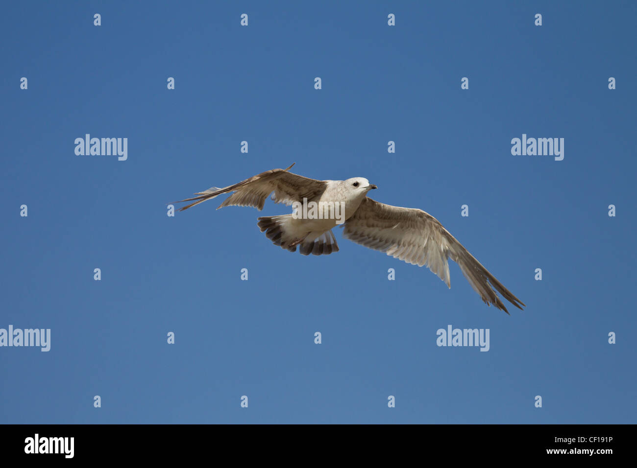Sturmmoewe, Larus canus, gabbiano comune Foto Stock