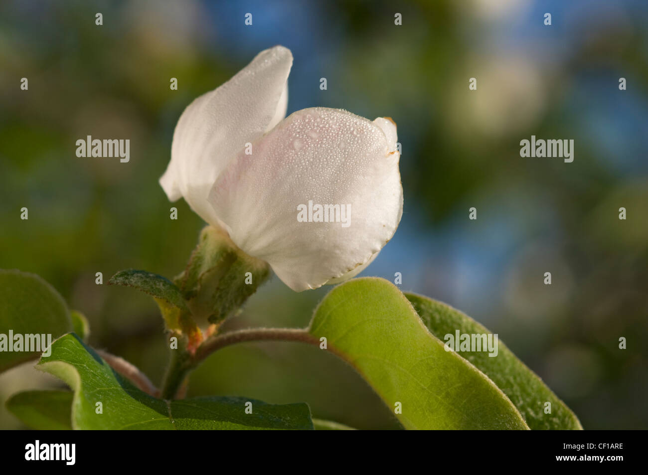 Albero di mela cotogna flower close-up Foto Stock