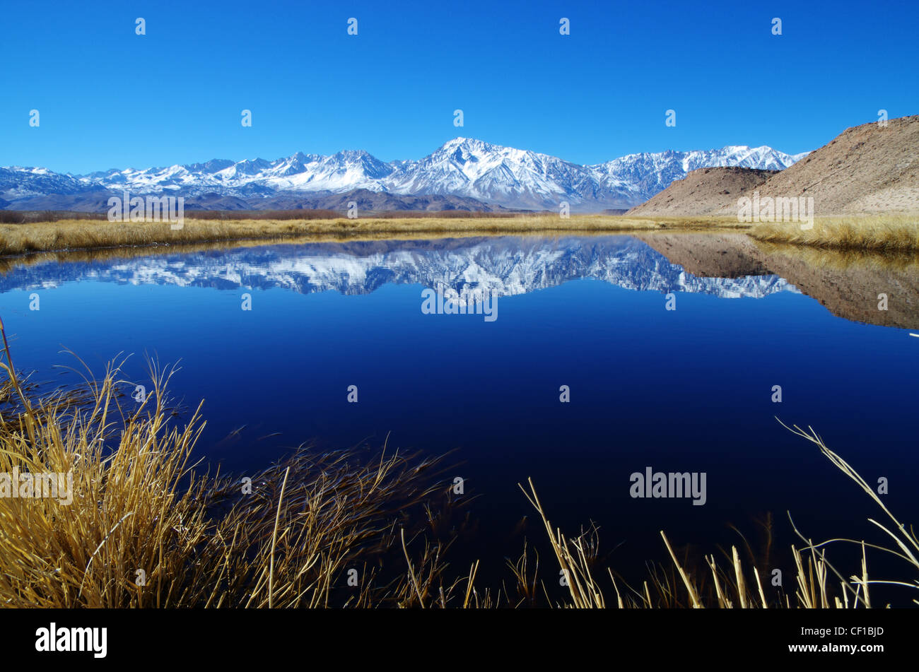 Sierra Mountain riflesso in una lanca del Fiume Owens con erbe in primo piano Foto Stock