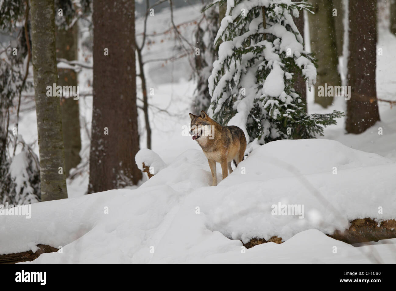Lupo, lupo canis, lupo grigio Foto Stock