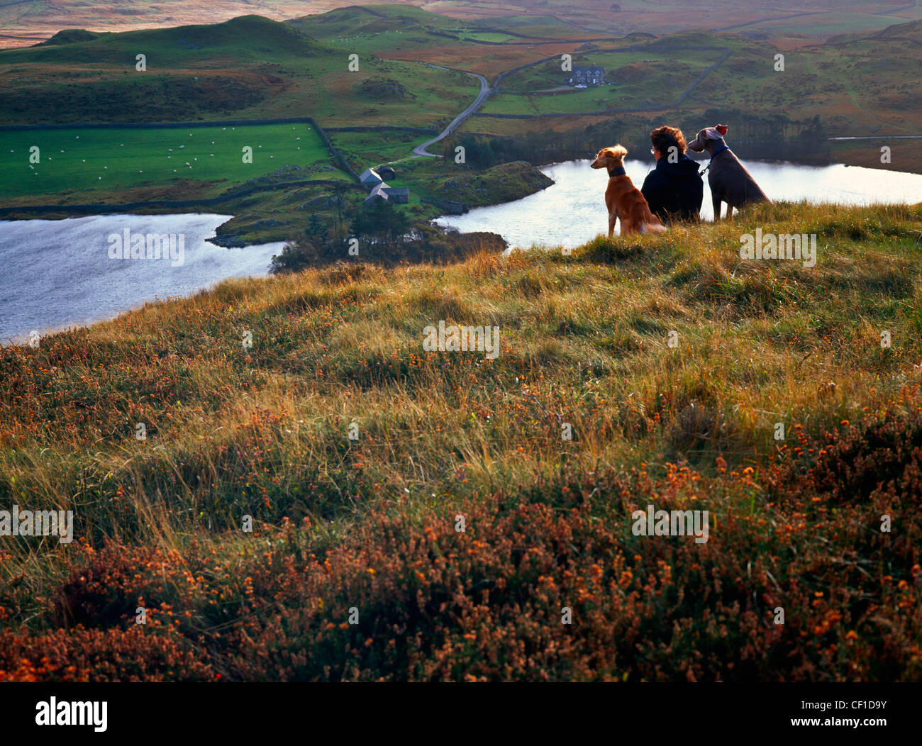Una donna seduta su una collina con i suoi due cani ammirando la vista. Foto Stock