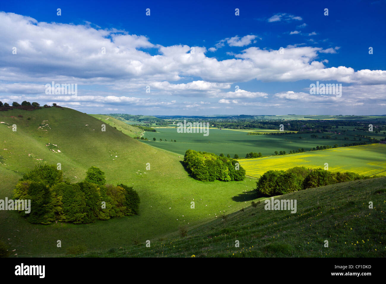 Pewsey Downs sul bordo meridionale del Marlborough Downs affacciato Pewsey Vale. Foto Stock