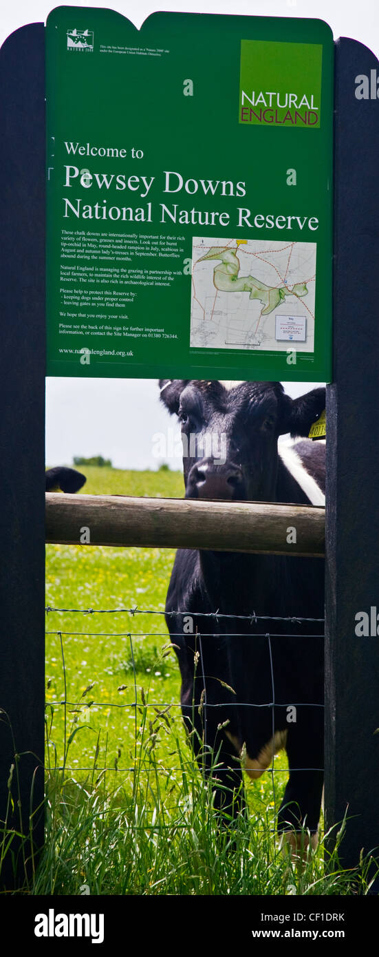 Una vacca guardando attraverso un Pewsey Downs Riserva Naturale Nazionale Information board. Foto Stock