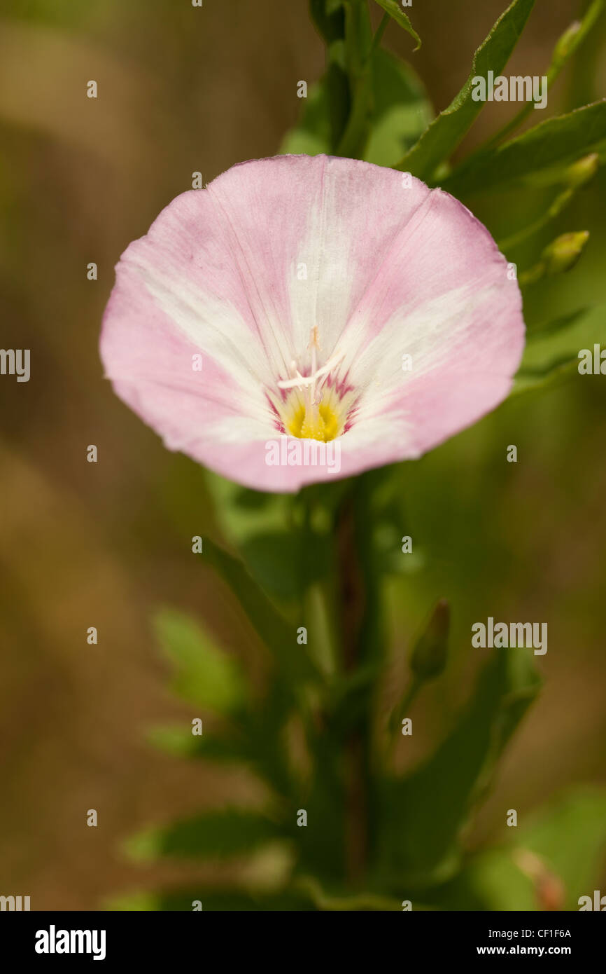 Fiore rosa(Calystegia sepium) su fondo in foglia Foto Stock