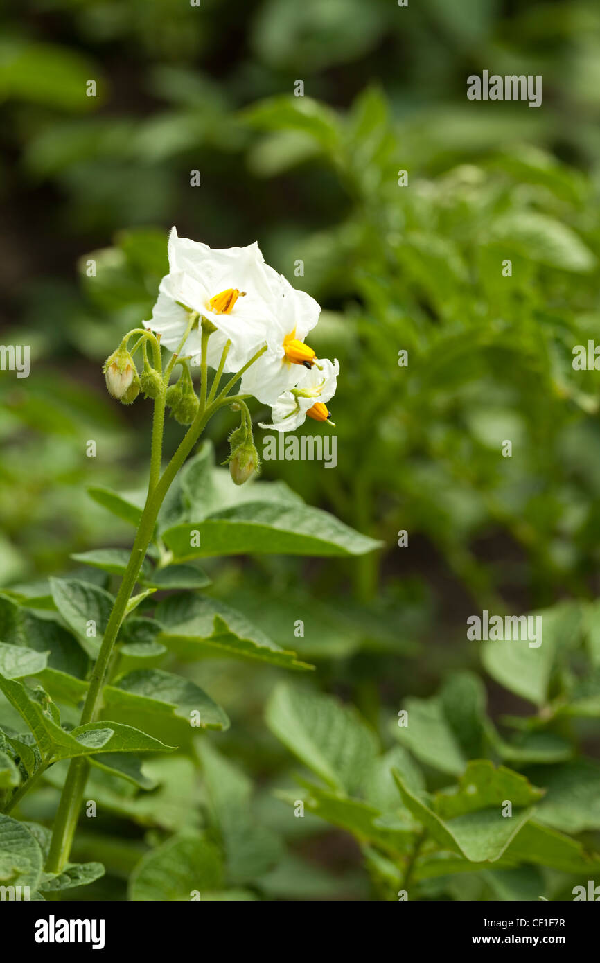 Close-up campo di patate con fiori come sfondo Foto Stock
