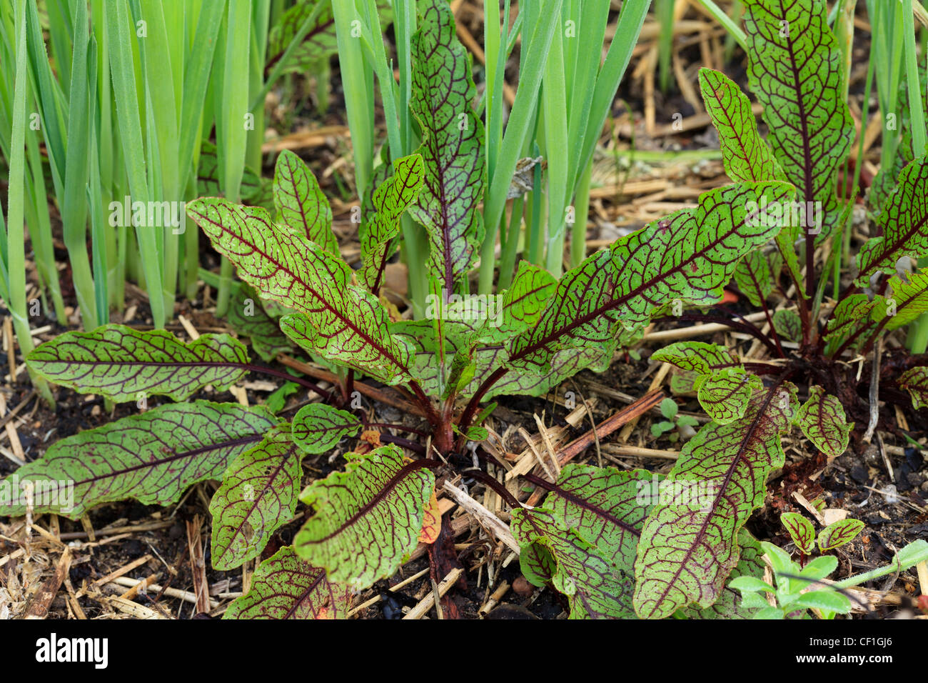 Rumex sanguineum, sorrel venato rosso o sanguinosa dock in un orto. Foto Stock