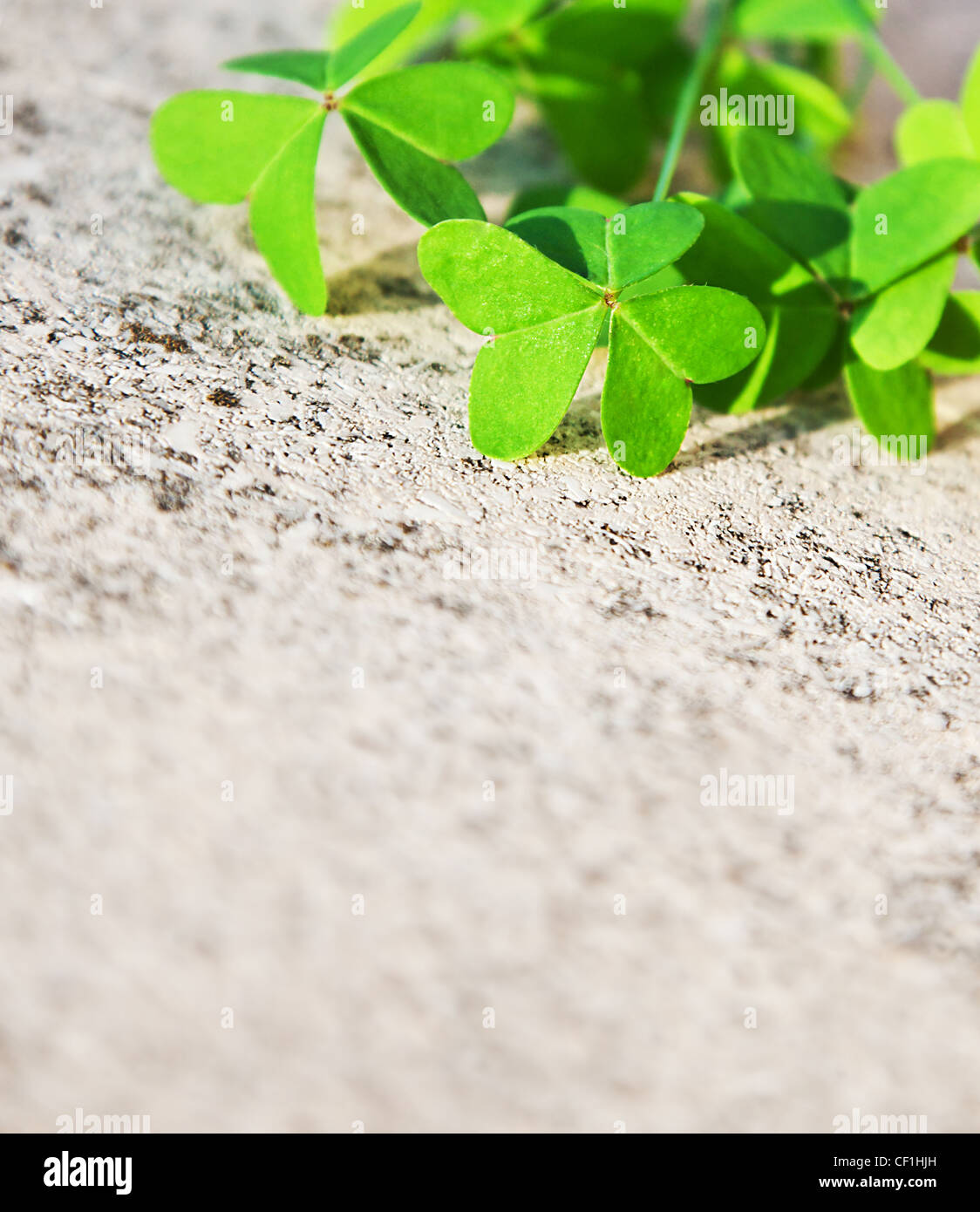 Fresche foglie di trifoglio su pietra, molla verde bordo floreale, Lucky shamrock, St.Patrick's Day holiday simbolo, natura astratta Foto Stock