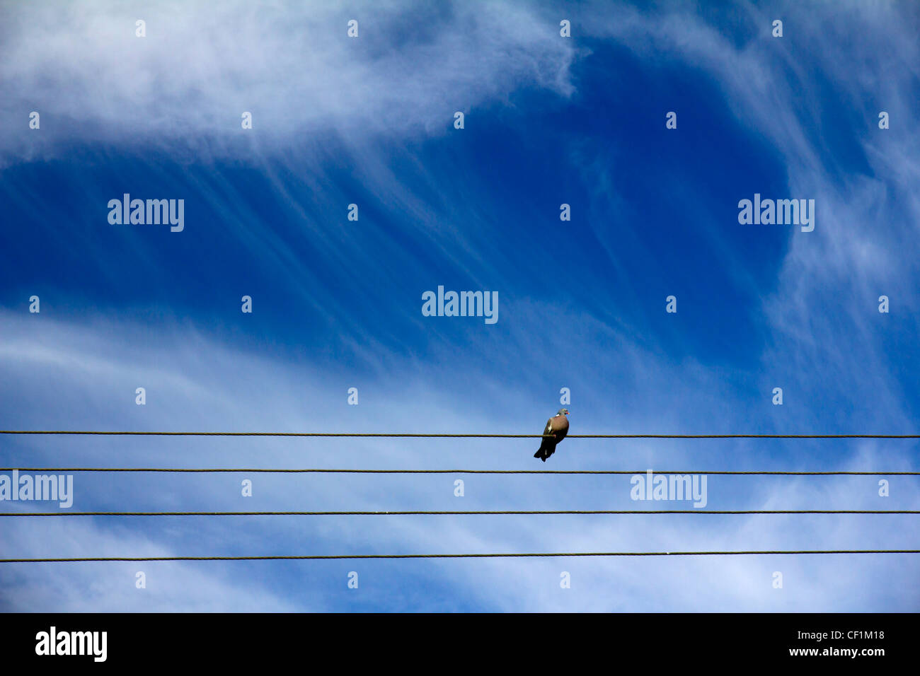 Una colomba appollaiato su un filo del telegrafo in Radley, Oxfordshire Foto Stock