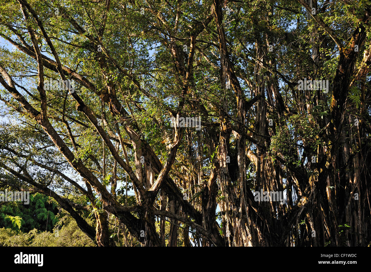Banyan Tree, Hilo Big Island, isole Hawaii, Stati Uniti d'America Foto Stock