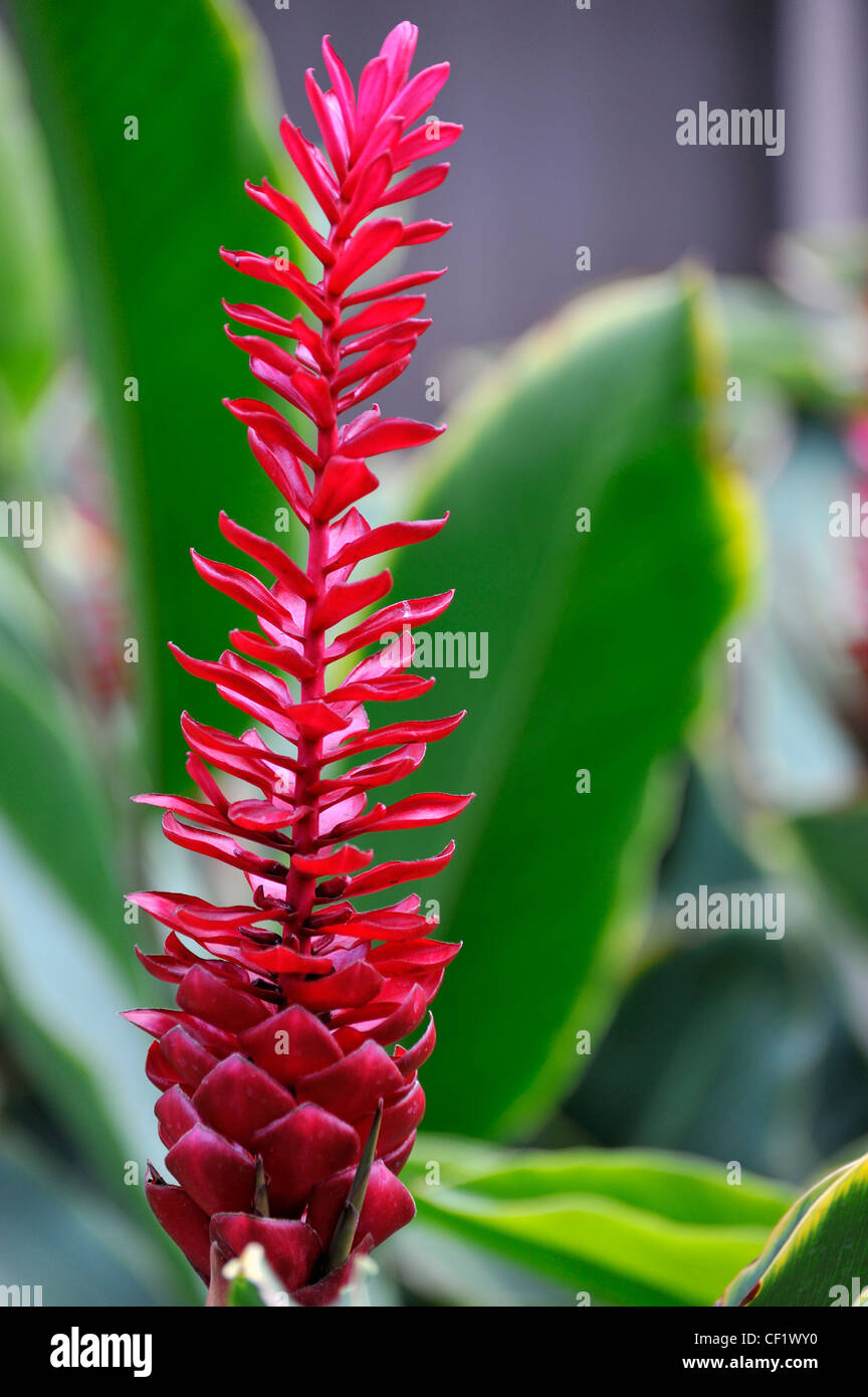 Red Ginger fiore (alpinia purpurata), Honolulu Oahu Island, isole Hawaii, Stati Uniti d'America Foto Stock