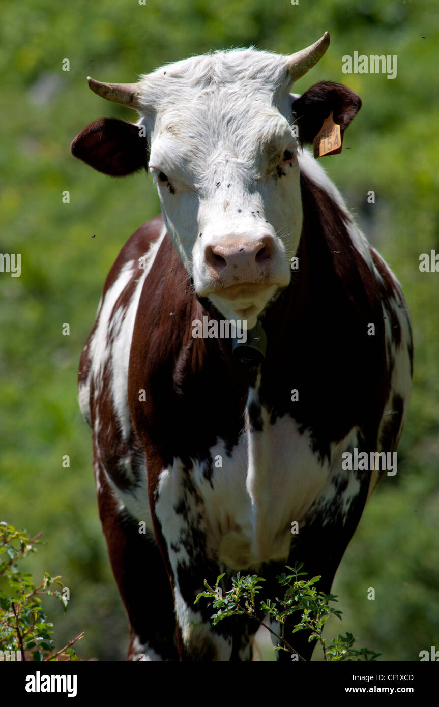 Mucca mentre il pascolo sulle montagne delle Alpi. Foto Stock