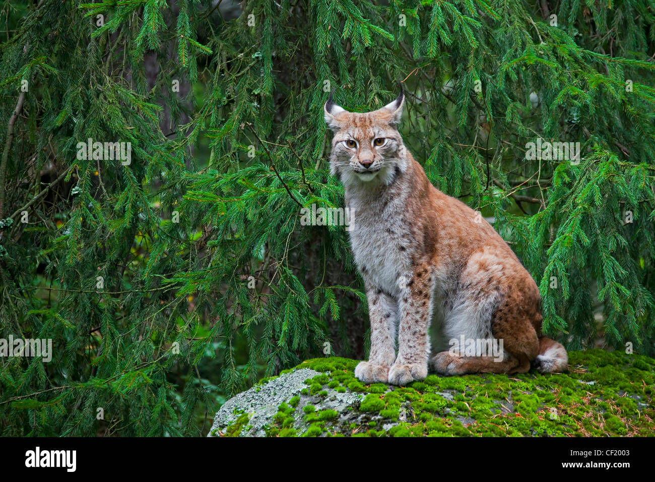 Eurasian (Lynx Lynx lynx) seduto sulla roccia nella foresta di pini, Svezia Foto Stock