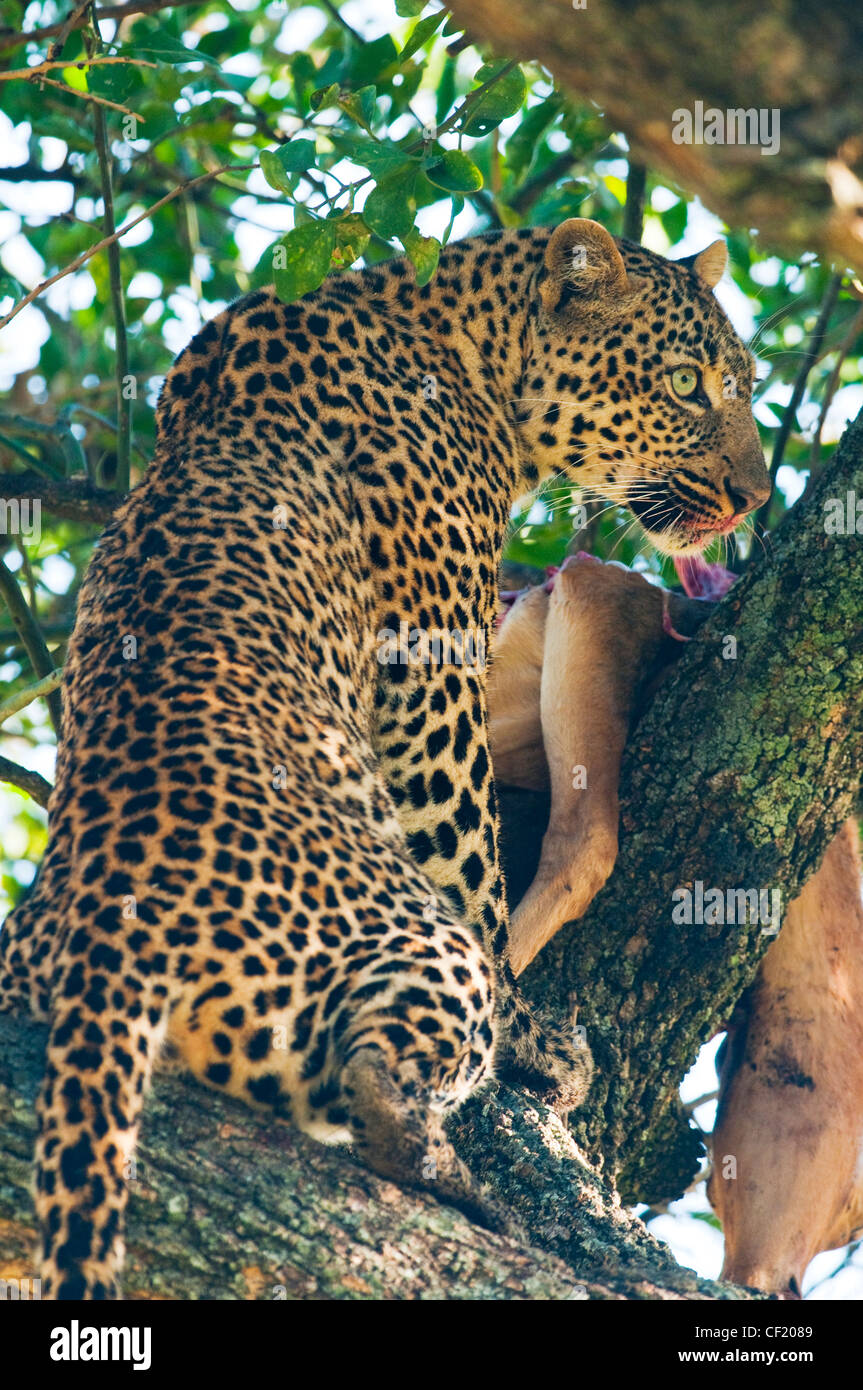 Leopard in Masai Mara Foto Stock