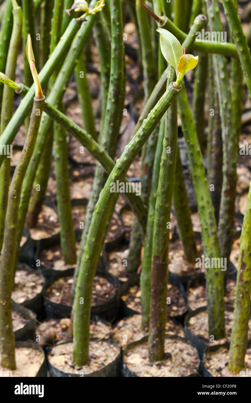 Poco mangrove tree per fermare il riscaldamento globale progetto in Thailandia Foto Stock